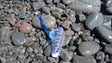 Imagem de Caravelas-portuguesas estão de volta aos mares da Madeira (Vídeo)