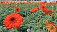 Imagem de Produtores de flores preocupados com sobrevivência dos negócios (Vídeo)
