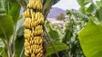 Comercialização de banana cresceu 23,2%