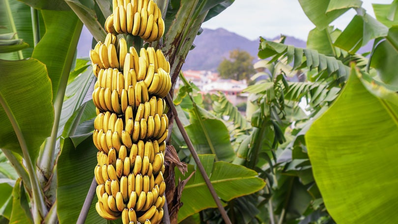 Comercialização de banana cresceu 23,2%