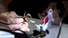 Imagem de Veneno de tarântula controla dor de queimaduras