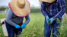 Imagem de Isenção de IRS para estudantes a trabalhar na agricultura