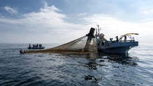 Imagem de Pescadores exigem aumento das quotas de pesca do atum-patudo