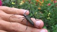 Armadilhas já capturaram mais de 7.500 insetos que provocam a doença nemátodo do pinheiro