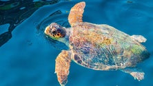 Imagem de Tartaruga marinha resgatada esta quinta-feira já foi devolvida ao mar (Áudio)