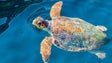 Tartaruga marinha resgatada esta quinta-feira já foi devolvida ao mar (Áudio)