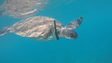 Primeiro registo de uma tartaruga-verde em águas da Madeira desde 1932 (Áudio)