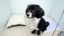 Imagem de Conheça todos os pormenores do novo Hospital Veterinário da Madeira