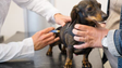 Campanha gratuita de vacinação para cães (Vídeo)