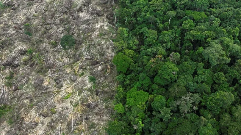 Imagem de Planeta perdeu em 2022 área de floresta tropical equivalente ao tamanho da Suíça