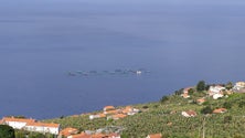 Imagem de Produção em aquicultura cresceu mais de 50% em termos homólogos