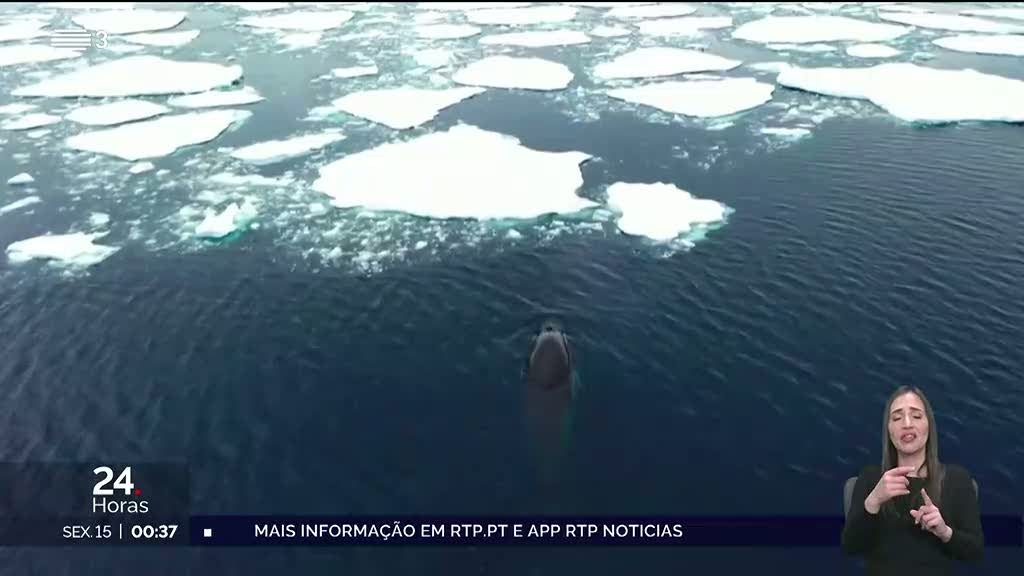 Cada vez mais animais morrem nas praias em busca de alimento