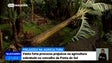 Vento destrói plantações na Ponta do Sol