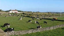 Jovens agricultores querem apoios para pagar a segurança social (Som)