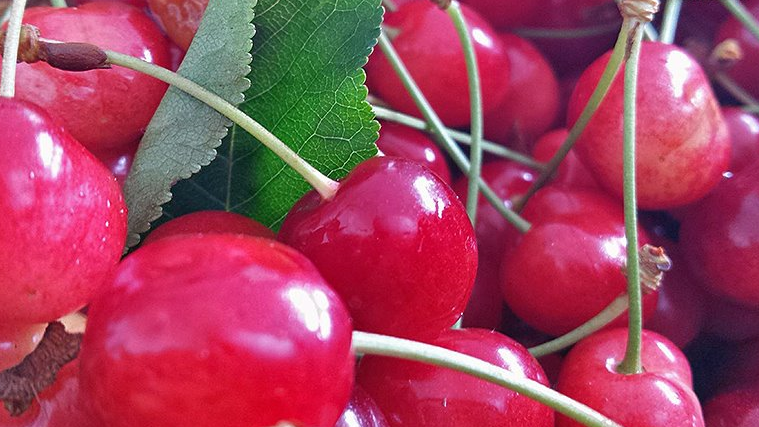 Produção de cereja na Madeira aumenta este ano