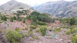 Imagem de Governo da Madeira vai reflorestar mais 23 hectares de serras