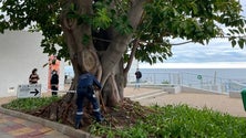 Imagem de Bombeiros sinalizam árvore no Lido