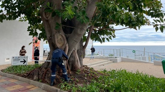 Imagem de Bombeiros sinalizam árvore no Lido