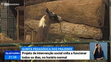 Imagem de Quinta Pedagógica dos Prazeres volta a funcionar todos os dias (Vídeo)