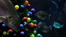 Imagem de Madeira exibe árvore de Natal submersa