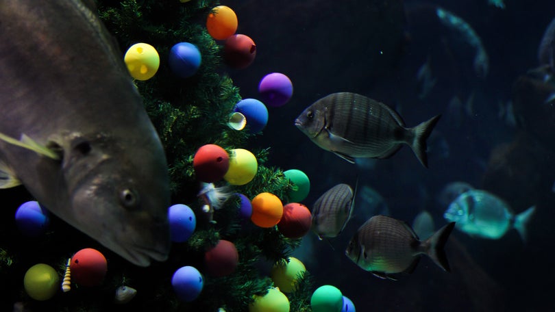 Imagem de Madeira exibe árvore de Natal submersa