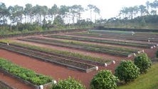 Imagem de Viveiros florestais do Pico distinguem-se das restantes ilhas (Vídeo)