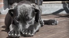 Imagem de Associações de animais debatem-se com várias dificuldades (Vídeo)