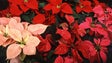 Imagem de Mercado de flores de Natal já mexe