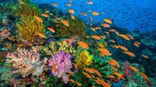 Imagem de Mais de metade dos oceanos pode já estar afetada pelas alterações climáticas, aponta estudo