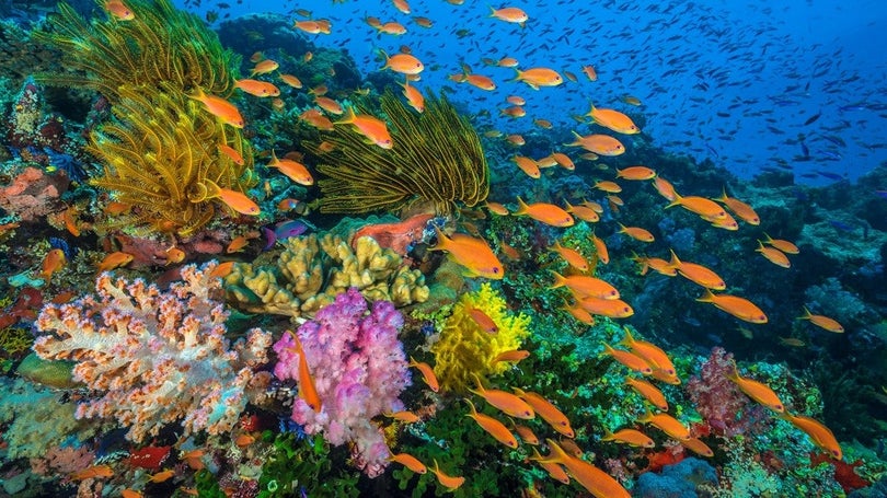 Imagem de Mais de metade dos oceanos pode já estar afetada pelas alterações climáticas, aponta estudo