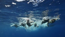 Imagem de 385 inscritos no Madeira Island Ultra Swim (áudio)