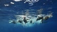 385 inscritos no Madeira Island Ultra Swim (áudio)