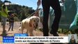 Imagem de 50 equipas participaram no primeiro “Dog Trail Madeira”