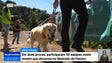 50 equipas participaram no primeiro “Dog Trail Madeira”