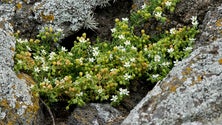 Imagem de IAC apresenta o Guia Prático da Flora Nativa dos Açores (Vídeo)