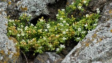 IAC apresenta o Guia Prático da Flora Nativa dos Açores (Vídeo)