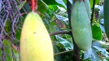 Imagem de Trabalho realizado na Madeira no combate às plantas invasoras reconhecido por especialistas internacionais