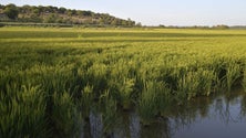 Imagem de Covid-19: Pandemia reforça ajudas agrícolas diretas a animais e arroz
