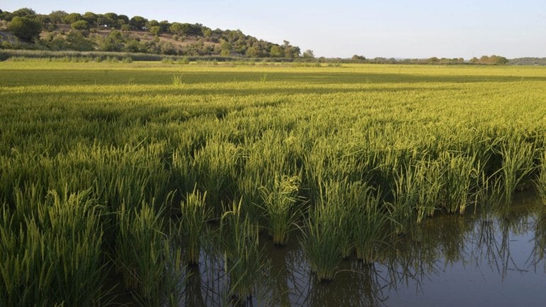Imagem de Covid-19: Pandemia reforça ajudas agrícolas diretas a animais e arroz