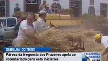 Imagem de Freguesia dos Prazeres mantém tradição da debulha do trigo