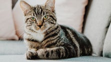 Imagem de Covid-19: Bélgica regista primeiro contágio de um animal doméstico pelo dono