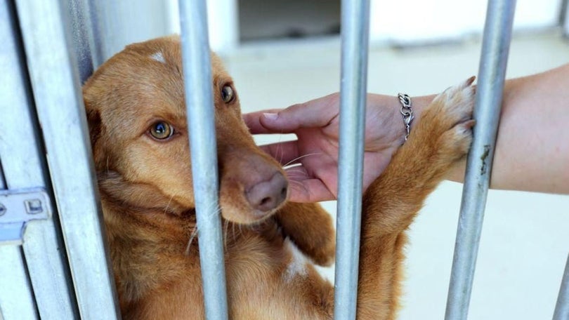 Veterinários querem levantamento de animais abandonados