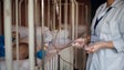 Enfermeiros voltam amanhã a protesto que afeta blocos de parto