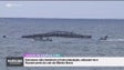 Imagem de Jaulas de aquacultura soltaram-se e pescadores amadores foram à pesca (vídeo)