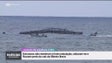 Jaulas de aquacultura soltaram-se e pescadores amadores foram à pesca (vídeo)