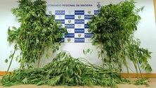 Imagem de Homem de 54 anos detido por cultivo de canábis na Ponta do Sol