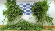 Imagem de Homem de 54 anos detido por cultivo de canábis na Ponta do Sol