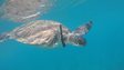 Tartaruga-verde está de regresso à praia da Calheta (Vídeo)