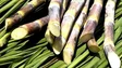 Imagem de Produções de cana de açúcar e banana aumentaram em 2022 em relação ao ano anterior.