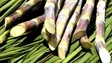 Produções de cana de açúcar e banana aumentaram em 2022 em relação ao ano anterior.